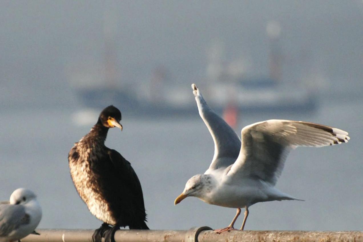 Haus Am Meer Scharbeutz Zewnętrze zdjęcie